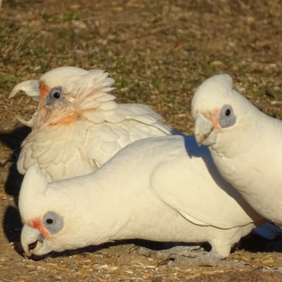 Cacatua sanguinea (Little Corella) at Garran, ACT - 9 Jul 2018 by roymcd