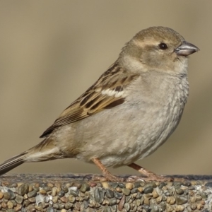 Passer domesticus at Parkes, ACT - 9 Oct 2018 08:07 AM