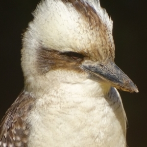 Dacelo novaeguineae at Acton, ACT - 14 Aug 2018