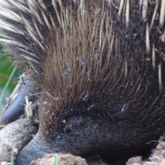 Tachyglossus aculeatus (Short-beaked Echidna) at Red Hill, ACT - 6 Nov 2018 by roymcd