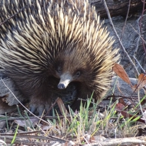 Tachyglossus aculeatus at Red Hill, ACT - 6 Nov 2018