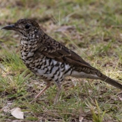 Zoothera lunulata (Bassian Thrush) at Cockwhy, NSW - 10 Mar 2019 by DerekC