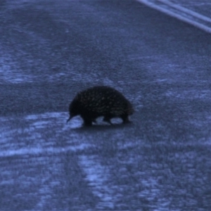 Tachyglossus aculeatus at Paddys River, ACT - 18 Mar 2019