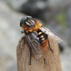 Scaptia sp. (genus) (March fly) at Conder, ACT - 12 Jan 2019 by michaelb