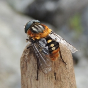 Scaptia sp. (genus) at Conder, ACT - 12 Jan 2019