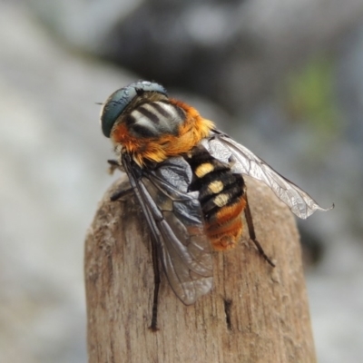 Scaptia sp. (genus) (March fly) at Rob Roy Range - 12 Jan 2019 by MichaelBedingfield