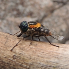 Scaptia sp. (genus) at Conder, ACT - 12 Jan 2019