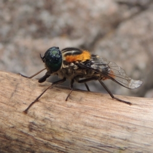 Scaptia sp. (genus) at Conder, ACT - 12 Jan 2019