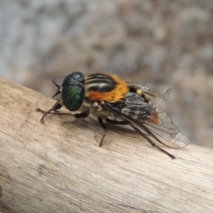 Scaptia sp. (genus) at Conder, ACT - 12 Jan 2019