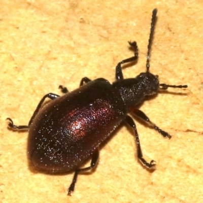 Lagriinae sp. (Subfamily) (Unidentified Long-jointed bark beetle) at Rosedale, NSW - 15 Mar 2019 by jbromilow50