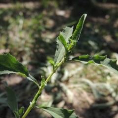 Atriplex semibaccata (Creeping Saltbush) at Conder, ACT - 27 Feb 2019 by michaelb