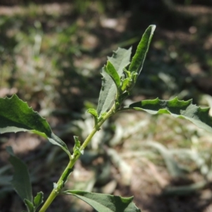 Atriplex semibaccata at Conder, ACT - 27 Feb 2019 12:43 PM