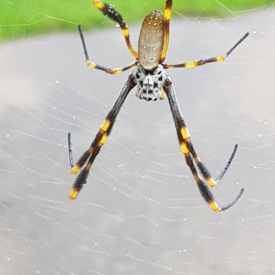 Trichonephila clavipes (Golden Silk Spider) at Surf Beach, NSW - 19 Mar 2019 by Suemeade