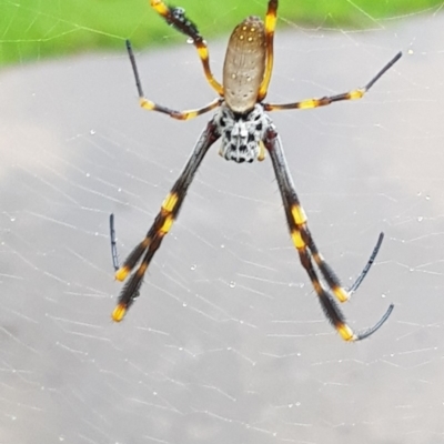 Trichonephila clavipes (Golden Silk Spider) at Surf Beach, NSW - 18 Mar 2019 by Suemeade