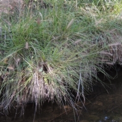 Cenchrus purpurascens (Swamp Foxtail) at Theodore, ACT - 27 Feb 2019 by MichaelBedingfield