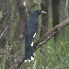 Strepera graculina at Rosedale, NSW - 16 Mar 2019 05:31 PM