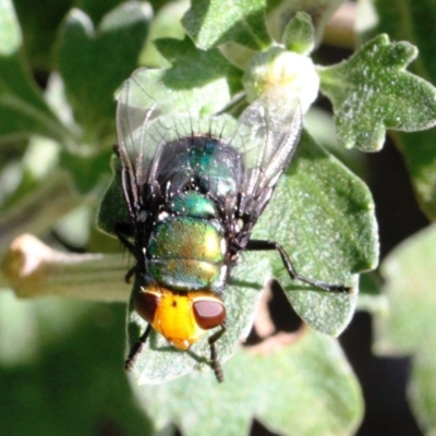 Amenia imperialis (Yellow-headed blowfly) at Dignams Creek, NSW - 15 Mar 2019 by Maggie1