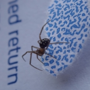 Theridiidae (family) at Spence, ACT - 19 Mar 2019