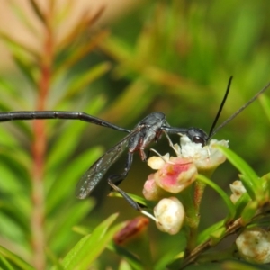 Gasteruption sp. (genus) at Hackett, ACT - 14 Mar 2019