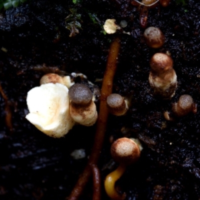 Sphaerobolus stellatus (Cannon-ball Fungus) at Kianga, NSW - 18 Mar 2019 by Teresa