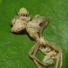 Opisthoncus grassator (Jumping spider) at Acton, ACT - 18 Mar 2019 by TimL