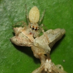 Opisthoncus grassator at Acton, ACT - 18 Mar 2019