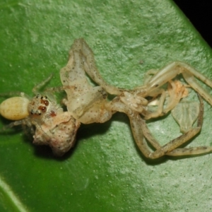 Opisthoncus grassator at Acton, ACT - 18 Mar 2019