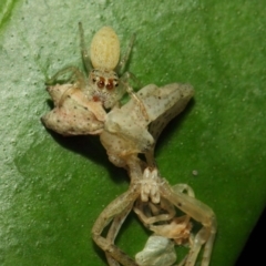 Opisthoncus grassator at Acton, ACT - 18 Mar 2019