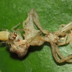 Opisthoncus grassator at Acton, ACT - 18 Mar 2019