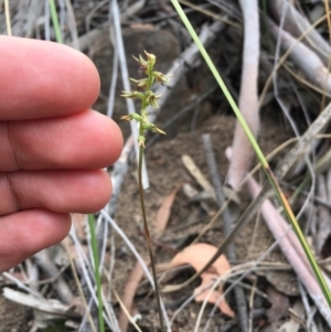 Corunastylis clivicola at Hackett, ACT - suppressed