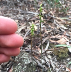 Corunastylis clivicola at Crace, ACT - suppressed