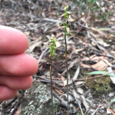 Corunastylis clivicola (Rufous midge orchid) at Crace, ACT - 19 Mar 2019 by TobiasHayashi