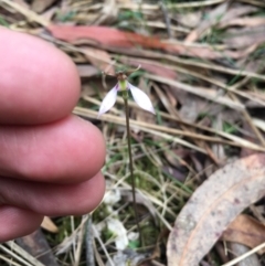 Eriochilus cucullatus (Parson's Bands) at Paddys River, ACT - 19 Mar 2019 by TobiasHayashi