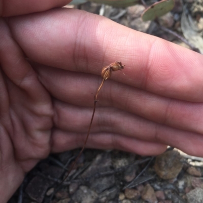 Caleana minor (Small Duck Orchid) at Cotter River, ACT - 16 Feb 2019 by TobiasHayashi