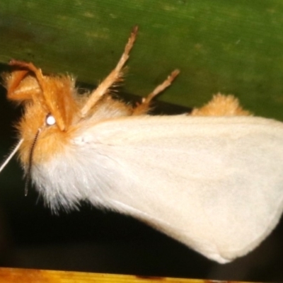 Laelia obsoleta (Tinged Tussock Moth) at Broulee, NSW - 16 Mar 2019 by jbromilow50