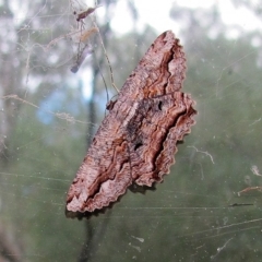 Scioglyptis lyciaria (White-patch Bark Moth) at Acton, ACT - 19 Mar 2019 by Heino1