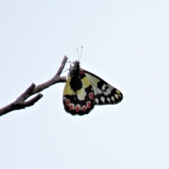 Delias aganippe (Spotted Jezebel) at Paddys River, ACT - 19 Mar 2019 by KumikoCallaway