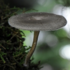 Lentinus arcularius (Fringed Polypore) at Kianga, NSW - 28 Feb 2019 by Teresa