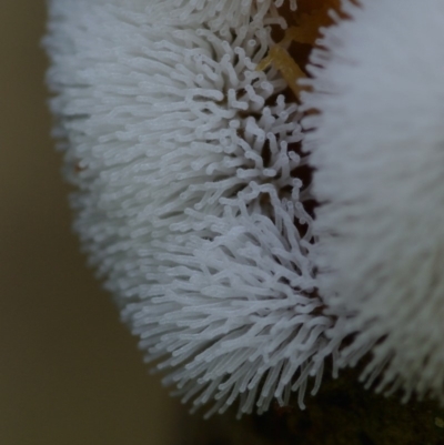 Ceratiomyxa fruticulosa (Coral Slime) at Kianga, NSW - 18 Mar 2019 by Teresa