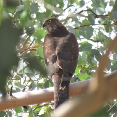 Accipiter cirrocephalus (Collared Sparrowhawk) at Tennent, ACT - 19 Mar 2019 by KumikoCallaway