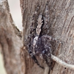 Clynotis severus (Stern Jumping Spider) at Dunlop, ACT - 17 Mar 2019 by CathB