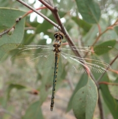 Hemicordulia tau (Tau Emerald) at Cook, ACT - 17 Mar 2019 by CathB