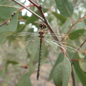 Hemicordulia tau at Cook, ACT - 17 Mar 2019