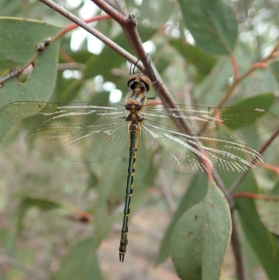 Hemicordulia tau (Tau Emerald) at Aranda Bushland - 17 Mar 2019 by CathB