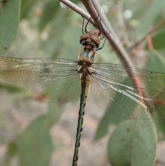 Hemicordulia tau at Cook, ACT - 17 Mar 2019