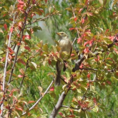 Ptilotula fusca (Fuscous Honeyeater) at Tennent, ACT - 19 Mar 2019 by KumikoCallaway