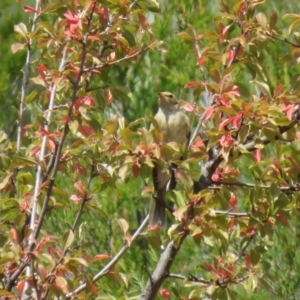 Ptilotula fusca at Tennent, ACT - 19 Mar 2019