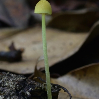 Unidentified Fungus at Kianga, NSW - 15 Jan 2019 by Teresa