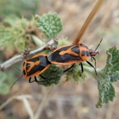 Agonoscelis rutila (Horehound bug) at Dunlop, ACT - 16 Mar 2019 by CathB