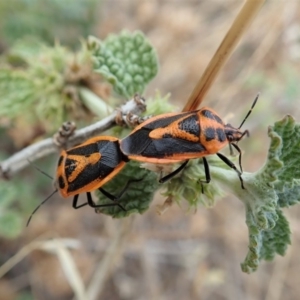 Agonoscelis rutila at Dunlop, ACT - 17 Mar 2019